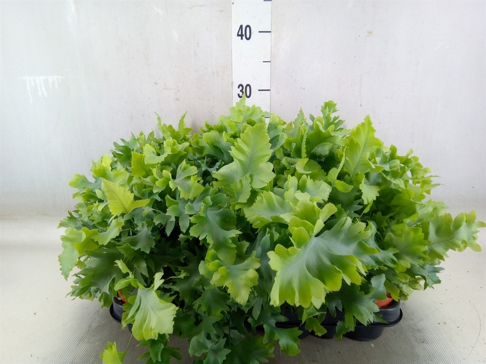 <h4>Phlebodium aureum 'Davana'</h4>