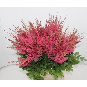 ASTIL AR PAUL GAARDE