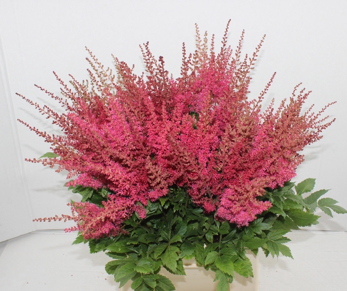 <h4>ASTIL AR PAUL GAARDE</h4>