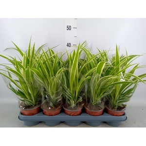 Chlorophytum com.