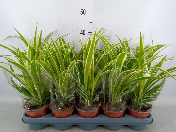 <h4>Chlorophytum com.</h4>