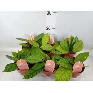 Hoya callistophylla 'KAL 16'