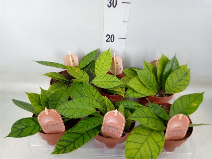 <h4>Hoya callistophylla 'KAL 16'</h4>