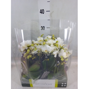 Phalaenopsis multi.   ...white