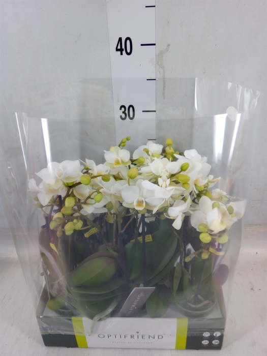 <h4>Phalaenopsis multi.   ...white</h4>