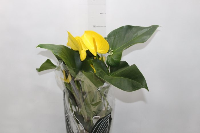 <h4>ANTHURIUM COLOURS AMARELO P15</h4>