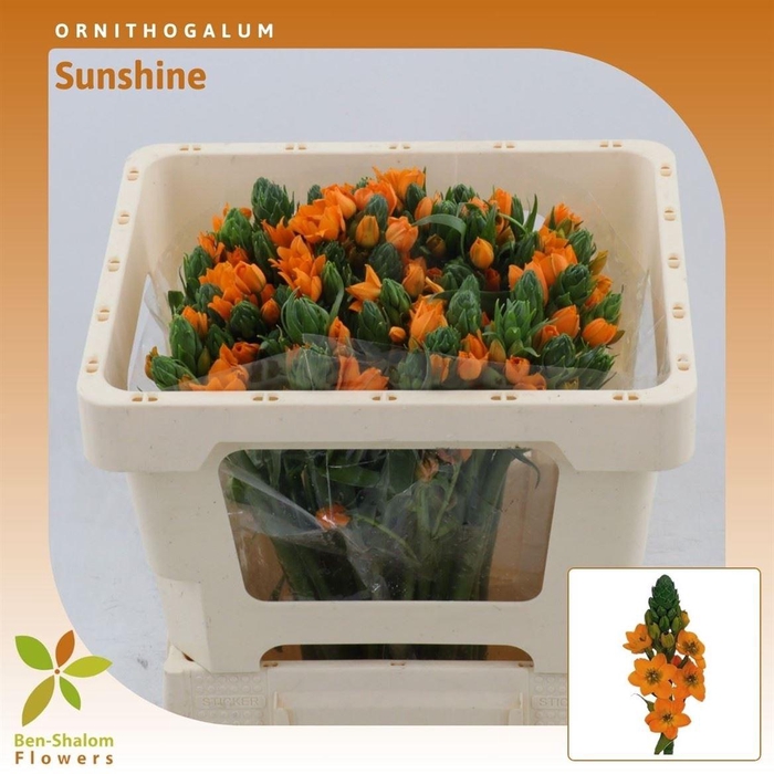 <h4>Ornithogalum Sunshine</h4>