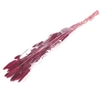 DF Lagurus Bs 50g/70cm Bordeau