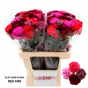 DI ST GEM IN BOS RED FIRE