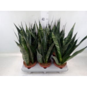 Sansevieria   ...