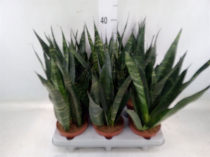 <h4>Sansevieria   ...</h4>