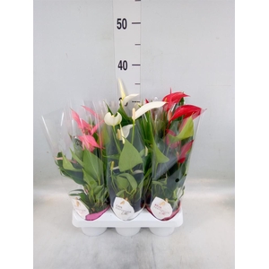 Anthurium   ...mix