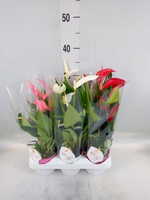 <h4>Anthurium   ...mix</h4>