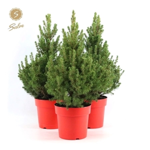 Picea gl. 'December'® P19 40/50 in Pot Red