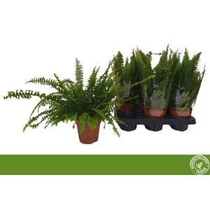 Nephrolepis exa. Green Lady 12Ø 40cm