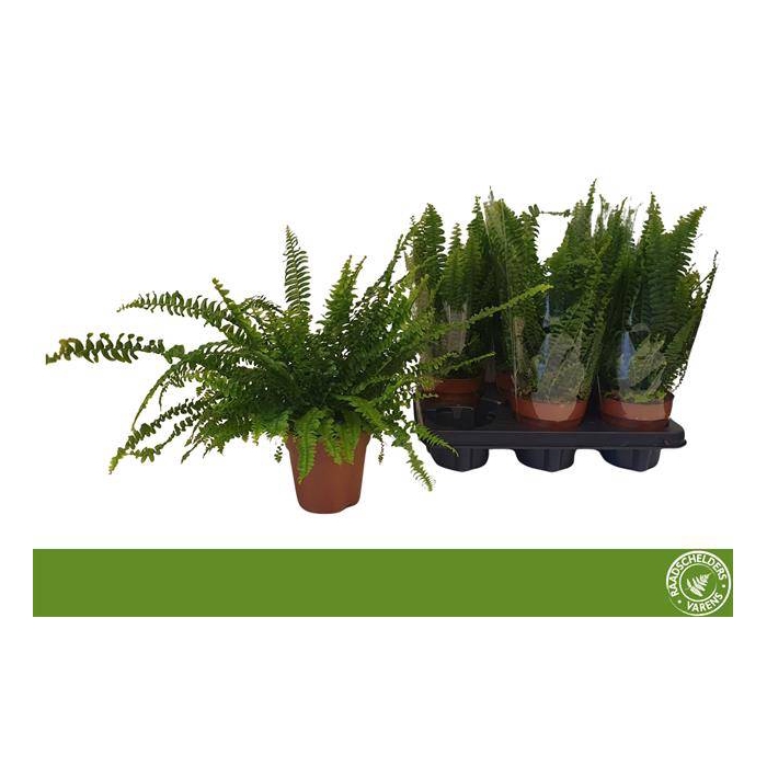 <h4>Nephrolepis exa. Green Lady 12Ø 40cm</h4>