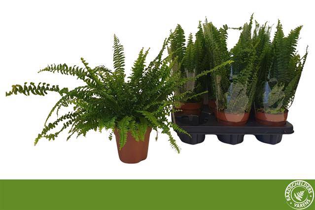 Nephrolepis exa. Green Lady 12Ø 40cm