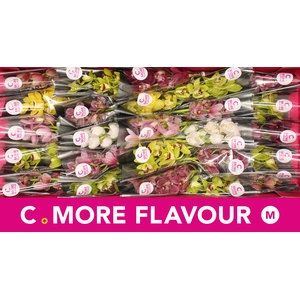 Mini cymbidium 'Mix 30' cm