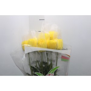 ANASTASIA FIEBRE 080 CM AMARELO