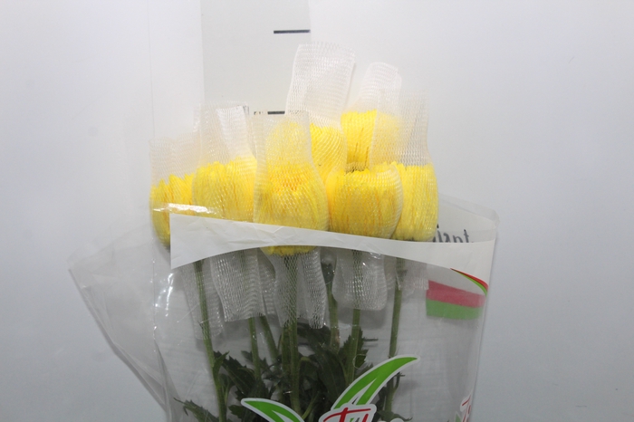 <h4>ANASTASIA FIEBRE 080 CM AMARELO</h4>