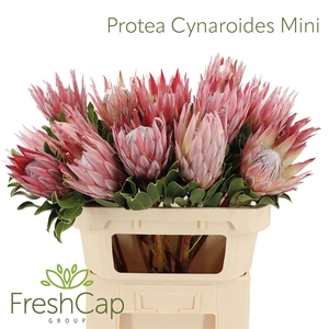 Protea Cynaroides Mini