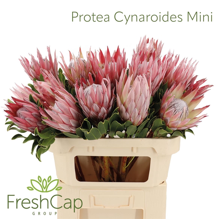 Protea Cynaroides Mini