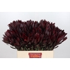 Leucadendron Saf Sunset Dark R.