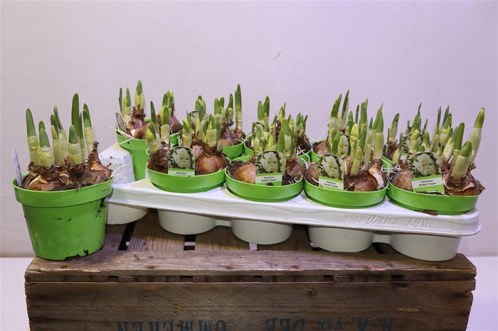 <h4>Narc D Bridal Crown</h4>