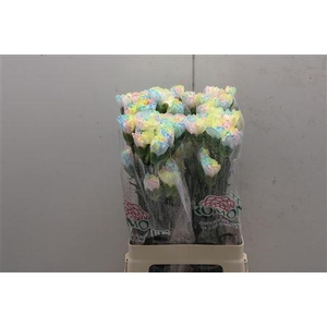 Di St Tinted Rainbow Pastel 1801