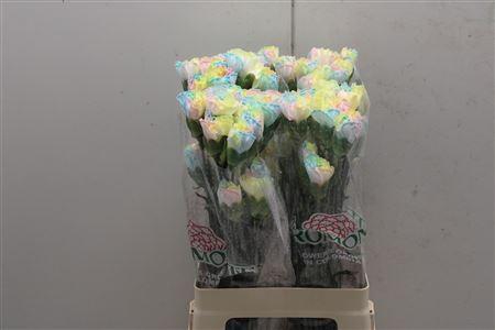 <h4>Di St Tinted Rainbow Pastel 1801</h4>