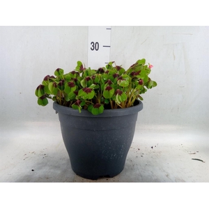 Oxalis tetraphylla 'Iron Cross'