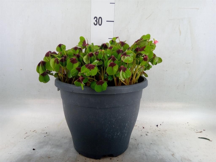 <h4>Oxalis tetraphylla 'Iron Cross'</h4>