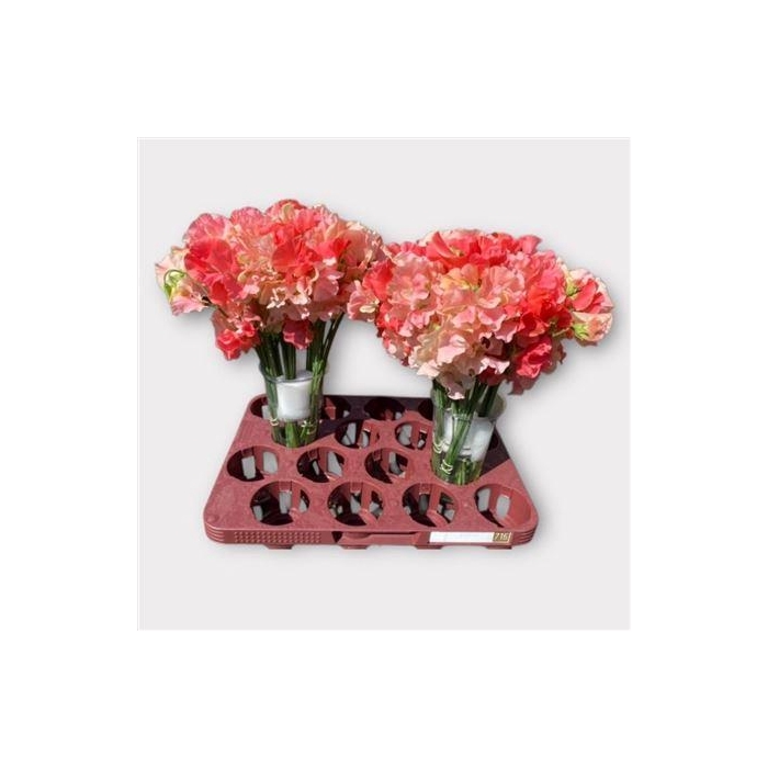 <h4>Lathyr Shade Of Romance</h4>