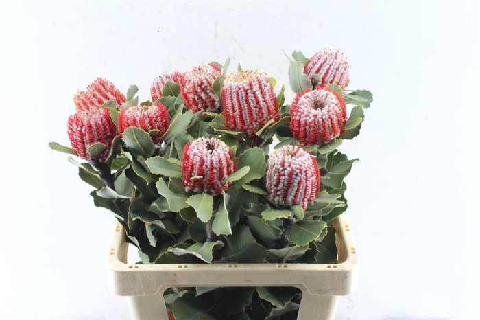 <h4>Banksia Coccinea</h4>