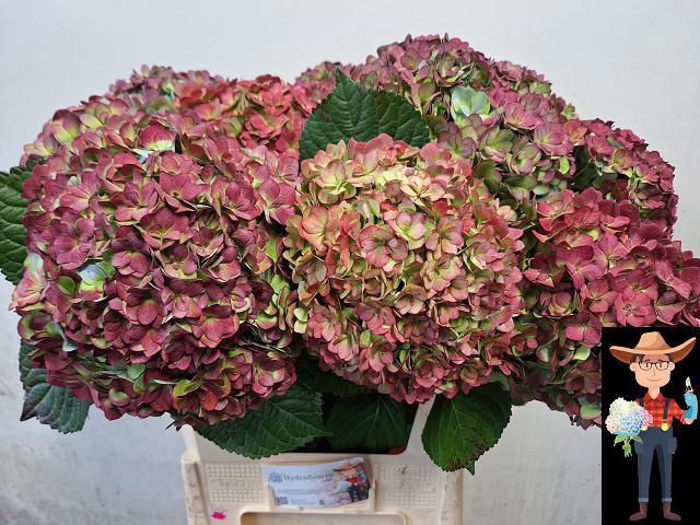 <h4>HYDR M ADORA CL</h4>