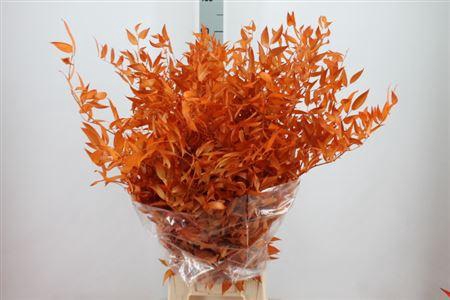 <h4>Ruscus Preserved Oranje</h4>