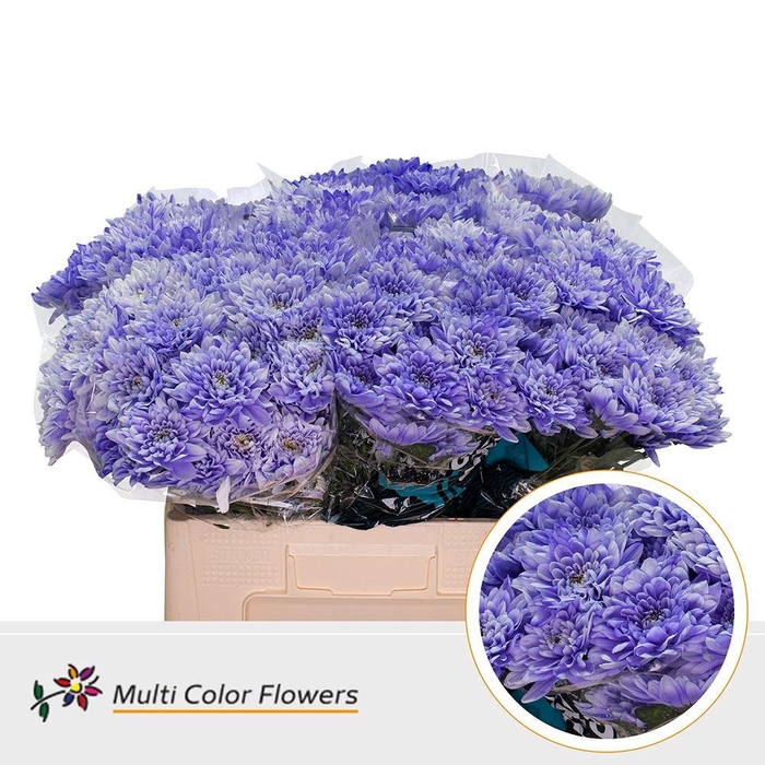 <h4>Chr. Tr 'Baltica' DYED Lavender Light</h4>