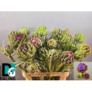 CYNARA SCOLYMUS