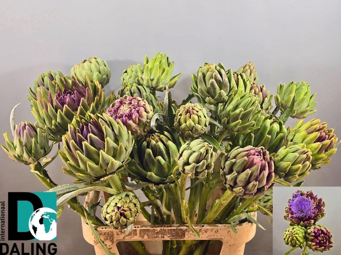 <h4>CYNARA SCOLYMUS</h4>