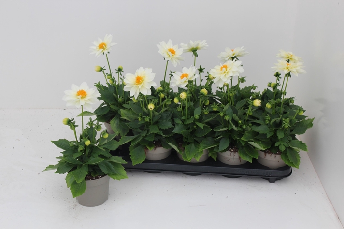 <h4>DAHL L ME GEM</h4>