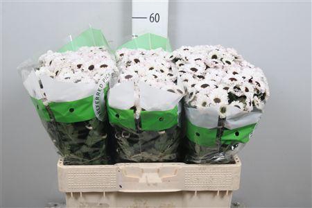 <h4>Chr S Patrese White</h4>