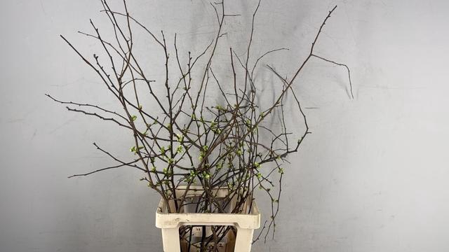 <h4>CHAENOMELES SUPERBA WHITE EXTRA 065CM</h4>