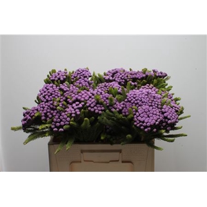 Kaaps Brunia Albiflora M Purple