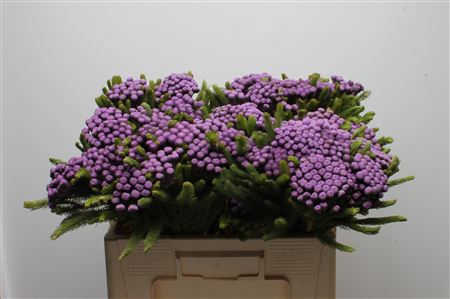 <h4>Kaaps Brunia Albiflora M Purple</h4>