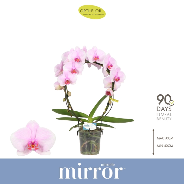<h4>Mirror Miracle Tiana 2 spike</h4>