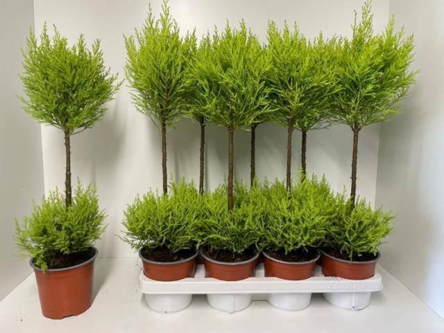 <h4>CUPR MA GOLDC WILMA</h4>