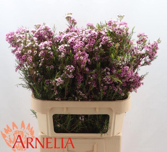 <h4>CHAME GISELLE</h4>