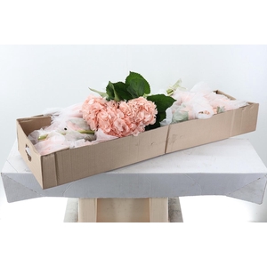 Hydr Light Peach Tinted Select Box