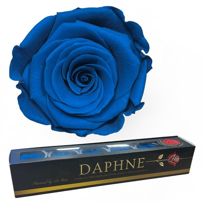 <h4>R Preserved Turquesa</h4>