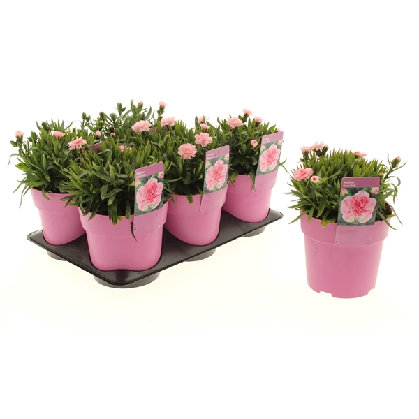 <h4>Dianthus Oscar Pink</h4>